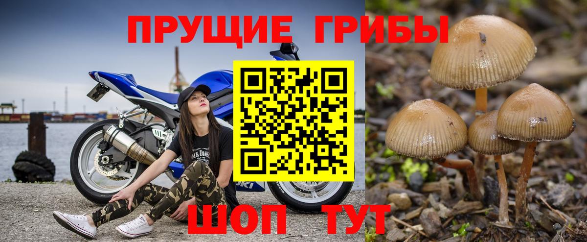Псилоцибиновые грибы Psilocybine cubensis Уссурийск